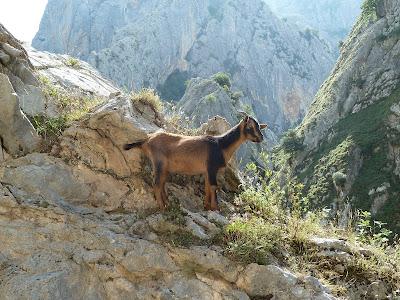 PICOS DE EUROPA (II)