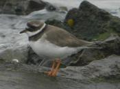 Limícolas garzas