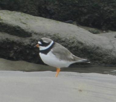 Limícolas y garzas