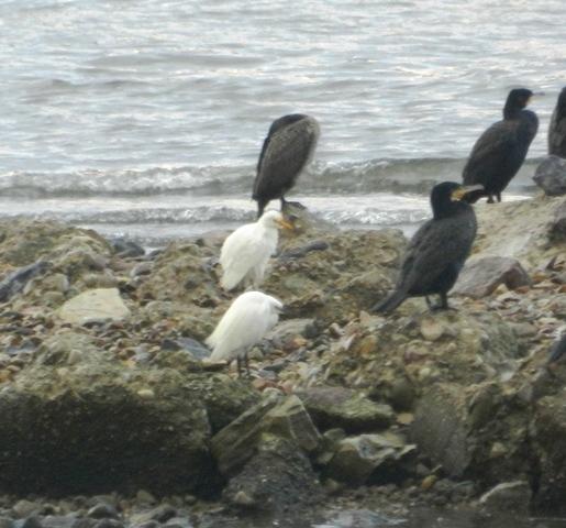 Limícolas y garzas