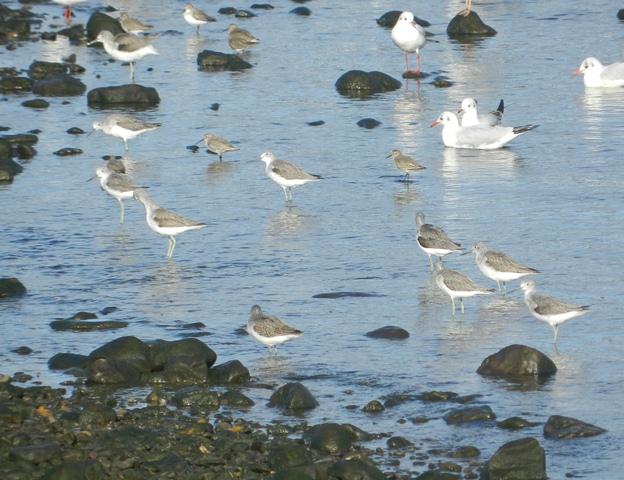 Limícolas y garzas