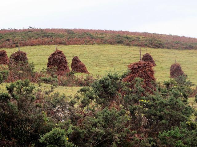 Día de arquitectura natural