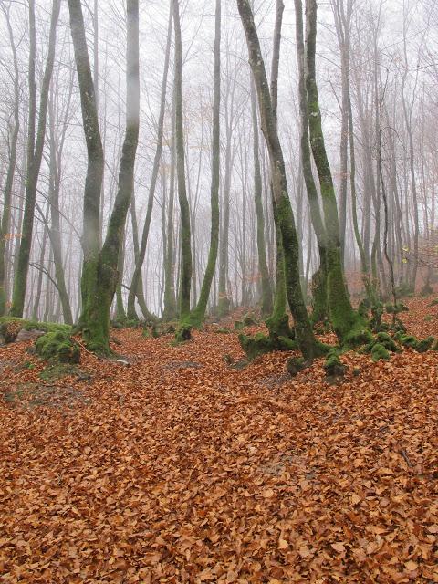 Día de arquitectura natural