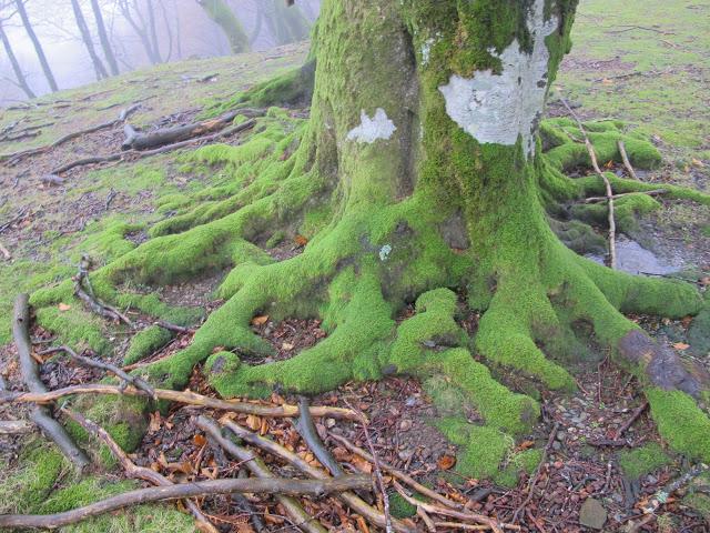 Día de arquitectura natural