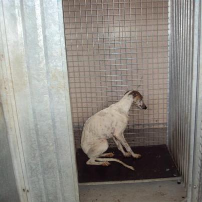 Foto: Megan.. Esta preciosa galguita esta aterrada, en estado de skock, temblando de frio y de miedo como podeis ver en las fotos. Le han debido de pagar muchisimo, de maltratar hasta la saciedad.. Por favor es urgentisimo sacarla de alli,, puede terminar en malas manos..   Es jovencita unos dos añitos creemos.  Cuando la he visto, he visto a mi Malibu, se parece muchisimo y tiene la misma postura encogida que tenia ella.. ESTABA TIRITANDOOOOO.  Madrid.  irina.animalessinhogar@gmail.com