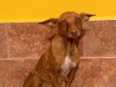Foto: Ya esta fuera de la perrera, la podenquita que iban a usar de sparring   ACTUALIZACIÓN:   LA POBRE TIENE DE TODO, ULCERAS E INFECCIÓN EN LOS OJOS, HONGOS, DERMATITIS, POSIBLEMENTE TENGA FILARIA, EHRLICHIA LEIHSMANIA (LE ACABAN DE HACER LAS PRUEBAS) TIENE LA CADERA MUY MAL DE HABER PARIDO MUCHÍSIMO  HA ESTADO ATADA TODA SU VIDA, TIENE SOBRE UNOS 6 o 7 AÑOS. ME HA COMENTADO KAREN QUE ES UN CIELO DE PERRITA QUE LE HAN HECHO DE TODO Y SE HA PORTADO GENIAL, LO ÚNICO QUE PIDE SON MUCHOS MIMOS Y SE LLEVA TODO EL DÍA MOVIENDO EL RABITO.  PARECE INCREÍBLE COMO ESTA PERRA CON LO QUE HA SUFRIDO SIGA CONFIANDO EN EL SER HUMANO. PERO GRACIAS A LAS DONACIONES PODEMOS CURARLA DE TODO.  Mañana o pasado se la llevan a una casa de acogida, mientras estará en una residencia.  CONTACTO: coco820071@gmail.com  María José del Castillo