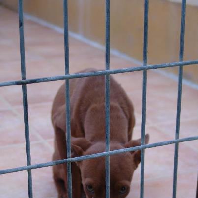 Foto: LATI - PODENCO CHOCOLATE ES PRECIOSO, MUY PEQUEÑITO, DULCE, TEMBLANDO, ASUSTADO, SE VENÍA A LA REJA PARA QUE LA VIERAS COMO PIDIENDO COMPASIÓN, UFFFFF, QUE DURO DEJARLO ALLÍ, ES JOVENCITO QUIZÁS NO LLEGA AL AÑO, SU TAMAÑO ES PEQUEÑO. POR FAVOR MIRAD SU POSTURA, SUS OJITOS, SU CARITA¡¡¡  CONTACTO: adopciones@ladridosfelices.org  POR FAVOR AYUDARNOS A ENCONTRAR UN HOGAR PARA ÉL, NOS NECESITA A TODOS, DIFUNDIR A LA PEQUEÑA, ETIQUETAR, GRACIAS DE CORAZÓN