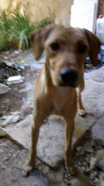 Perrito, abandonado por su dueña. Urgente adopción!!