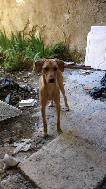 Perrito, abandonado por su dueña. Urgente adopción!!