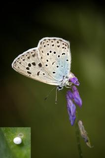 Para ampliar Maculinea (Phengaris) arion (Hormiguera de lunares y puesta) hacer clic