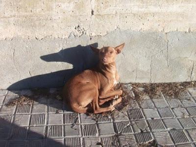 PODENCO ABANDONADO, HERIDO Y MEDIO CIEGO EN PTO REAL. (CADIZ)