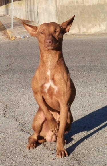 PODENCO ABANDONADO, HERIDO Y MEDIO CIEGO EN PTO REAL. (CADIZ)