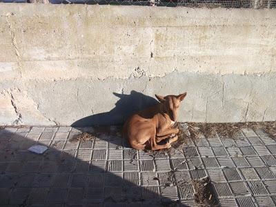 PODENCO ABANDONADO, HERIDO Y MEDIO CIEGO EN PTO REAL. (CADIZ)