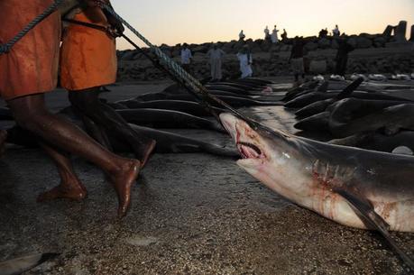 The Shark Trade of the Arabian Sea