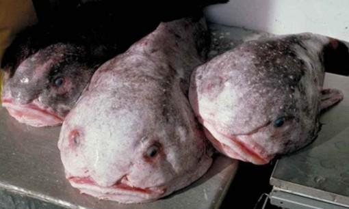 Sabias que  Blobfish, es el pez más triste del mundo y una de las criaturas más extrañas ? CURIOSIDADES