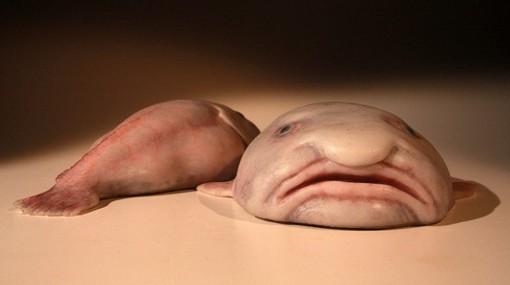 Sabias que  Blobfish, es el pez más triste del mundo y una de las criaturas más extrañas ? CURIOSIDADES