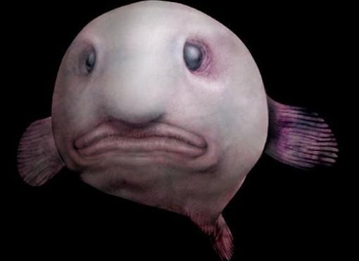 Sabias que  Blobfish, es el pez más triste del mundo y una de las criaturas más extrañas ? CURIOSIDADES