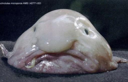 Sabias que  Blobfish, es el pez más triste del mundo y una de las criaturas más extrañas ? CURIOSIDADES