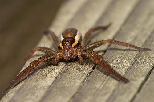 El regreso de la gigantesca araña balsa