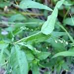 fotos de la planta Pimienta acuatica