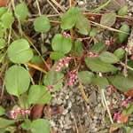 fotos de la planta Pimienta acuatica