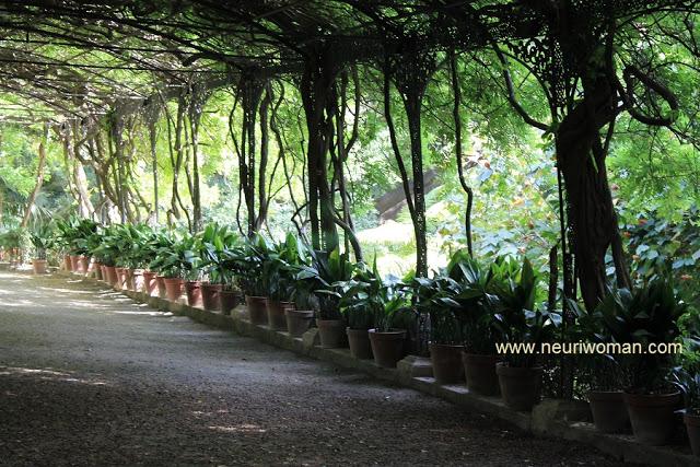El Celador de Glicinias: Jardín Botánico de Málaga.