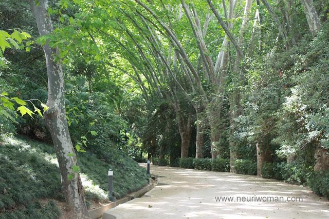 Paseo de los Plataneros: Jardín Botánico de Málaga.