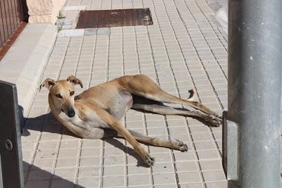 GALGA ABANDONADA, EN LA CALLE. (SEVILLA)