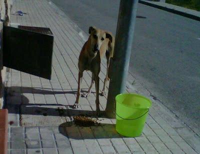 GALGA ABANDONADA, EN LA CALLE. (SEVILLA)