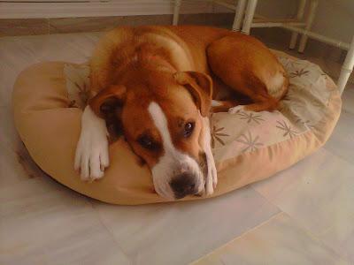 BRISA. CRUCE BÓXER HEMBRA 1.5 AÑOS. MADRID. ES URGENTE. NO PUEDEN ATENDERLA.