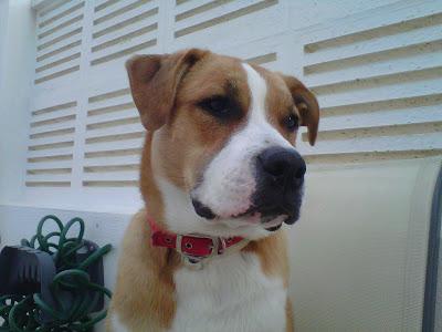 BRISA. CRUCE BÓXER HEMBRA 1.5 AÑOS. MADRID. ES URGENTE. NO PUEDEN ATENDERLA.