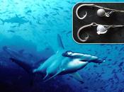 Nuevas artes pesca para evitar captura tiburones martillo