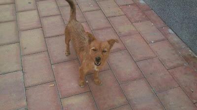 PLUTO, PERRITO JOVEN SUPER BUENO EN ADOPCIÓN.