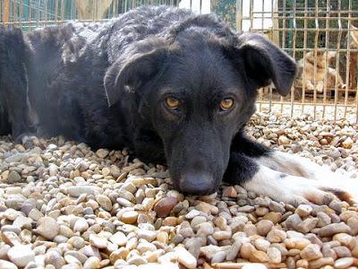 2ª DIFUSION! DESESPERADO, BLACKY YA NO TIENE FUERZAS‏.