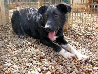 2ª DIFUSION! DESESPERADO, BLACKY YA NO TIENE FUERZAS‏.