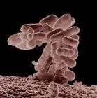 El E. coli se adapta para colonizar: Luces sobre la recurrente enemiga de la seguridad alimentaria