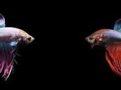 peces siameses 'toman respiro' durante combates