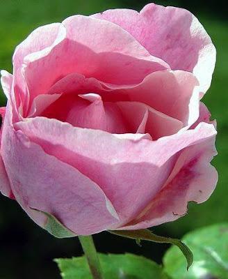 ABRIRSE AL OTRO PARA MOSTRAR NUESTRA ESENCIA