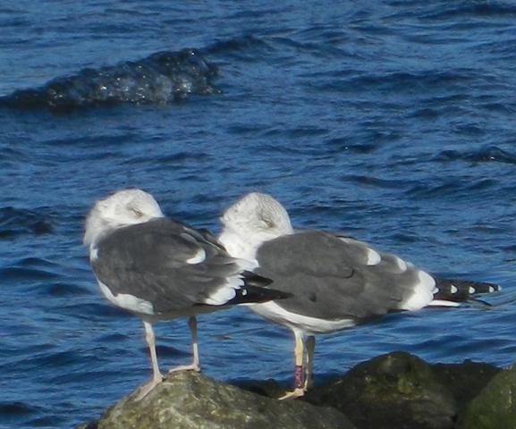 Entrada de gaviotas