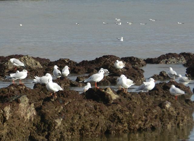 Entrada de gaviotas