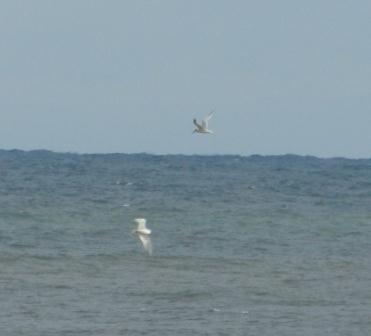 Entrada de gaviotas