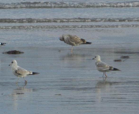 Entrada de gaviotas