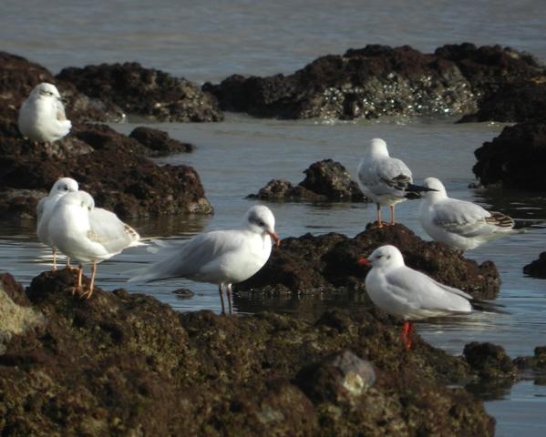 Entrada de gaviotas