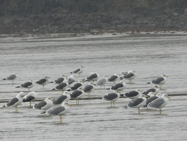 Entrada de gaviotas