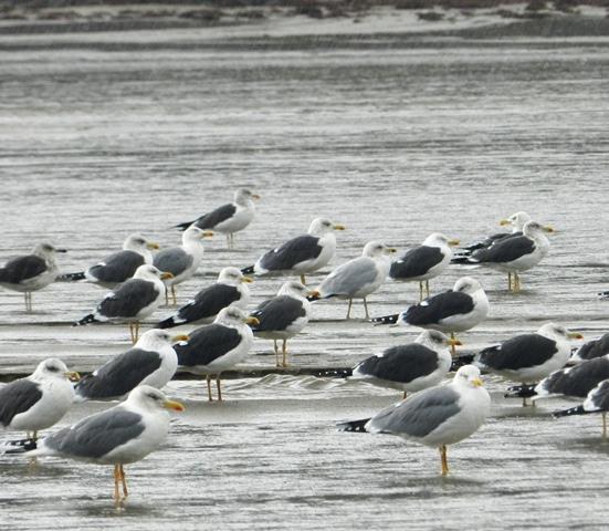 Entrada de gaviotas