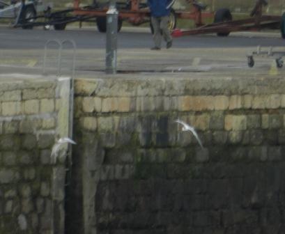 Entrada de gaviotas