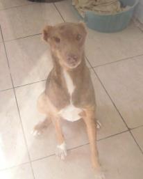 Meverik, la imagen del maltrato