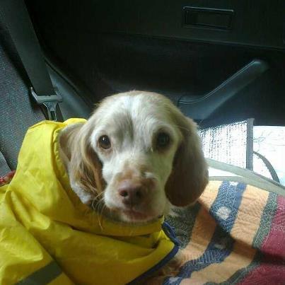 Foto: Lima fuera de la perrera gracias a todas las personas que han colaborado, es muy viejita tiene entre 10 y 12 años es muy entrañable, tiene la boca fatal veremos si hay que hacerle algo xq tiene raíces así que a ver que nos dicen, le han hecho análisis de lesmania tenía ganglios inflamados, a dado negativo por suerte, hoy va a casa de Natalia que nos hace de residencia, ya hay madrinas para Lima creo que falta 1 que aporté 5 eu mes hasta que Lima salga adoptada aunque eso es complicado así que tiene que ser alguien que no se canse en el tiempo, y bueno que si alguien quiere seguir ayudando esta viejita necesita pienso especial y revisiones veterinarias, aún no esta vacunada nos han dicho que en una semana mejor y hay que esterilizar, estamos a la espera de la decisión de los vetes !! HELP LIMA