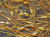 Beneficios algas Kelp