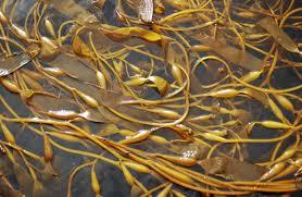 Beneficios de las algas Kelp